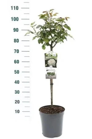 Actie | Stamroos Rosa ‘Helga‘