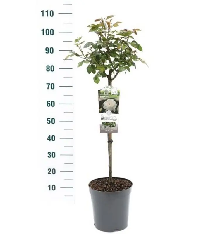 Actie | Stamroos Rosa ‘Helga‘