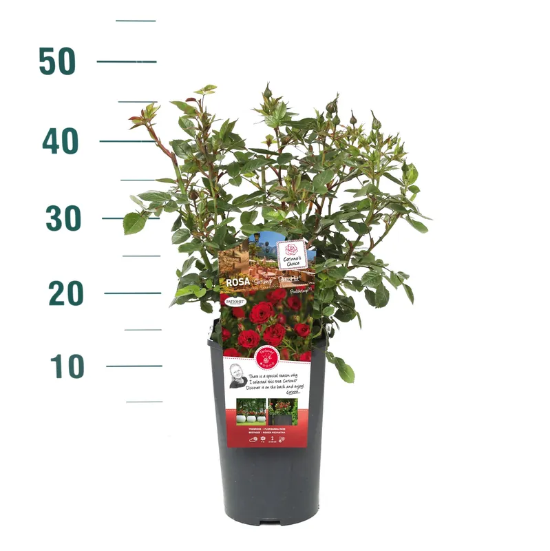 Rosa ‘Rose Gaujard‘ | Direct bestellen