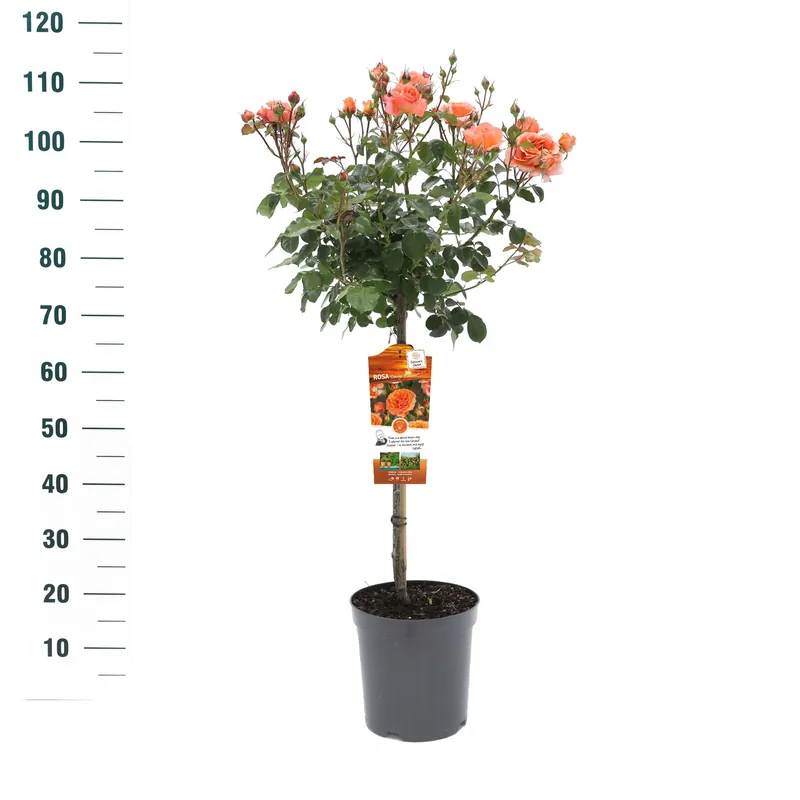 Stamroos Rosa ‘Orange Meilove‘ - Fabrieksprijs
