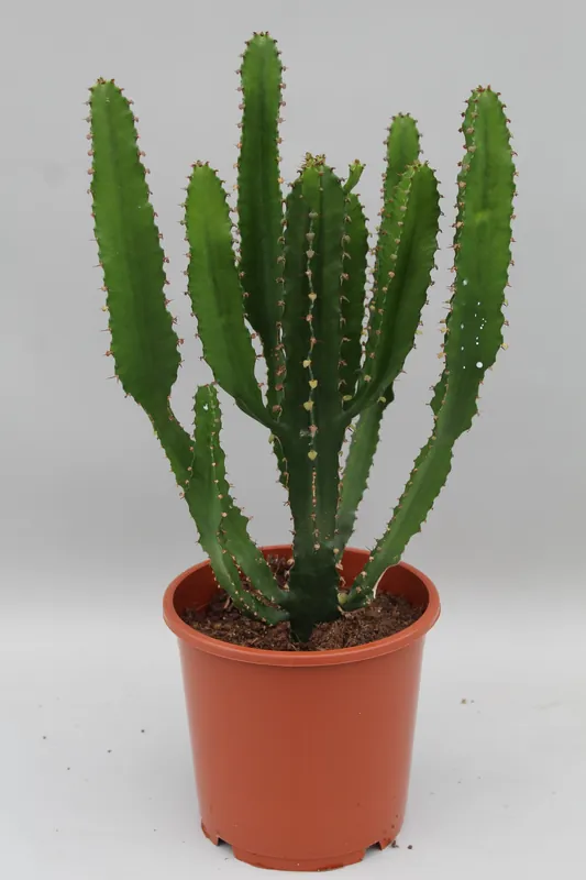 Professionele kwaliteit | Euphorbia triangularis