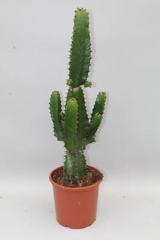 Euphorbia acruensis - Vanaf nu beschikbaar