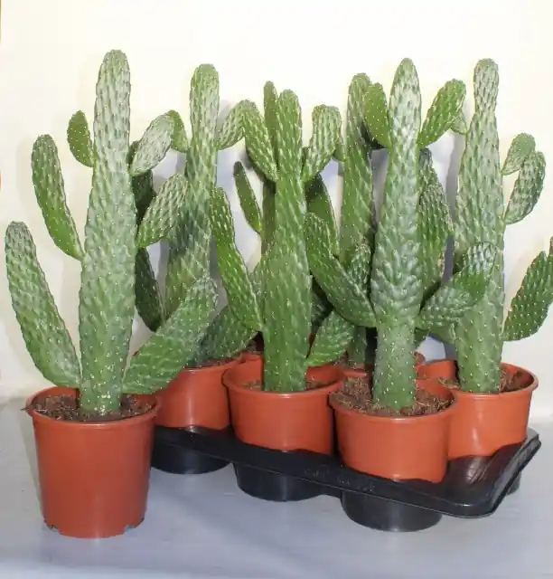 Opuntia consulea | Direct van de fabrikant