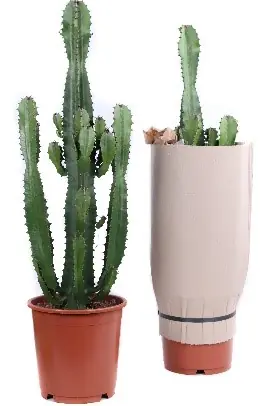 Prijsverlaging | Euphorbia acrurensis
