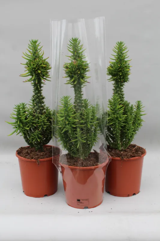 Direct leverbaar | Opuntia subulata