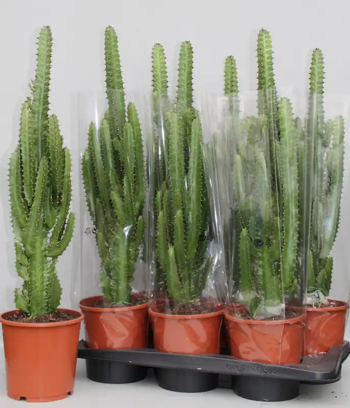 Euphorbia trigona groen - Speciale aanbieding