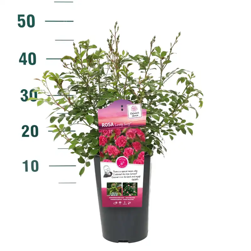 Nu kopen | Struikroos Rosa ‘Madame Anisette‘