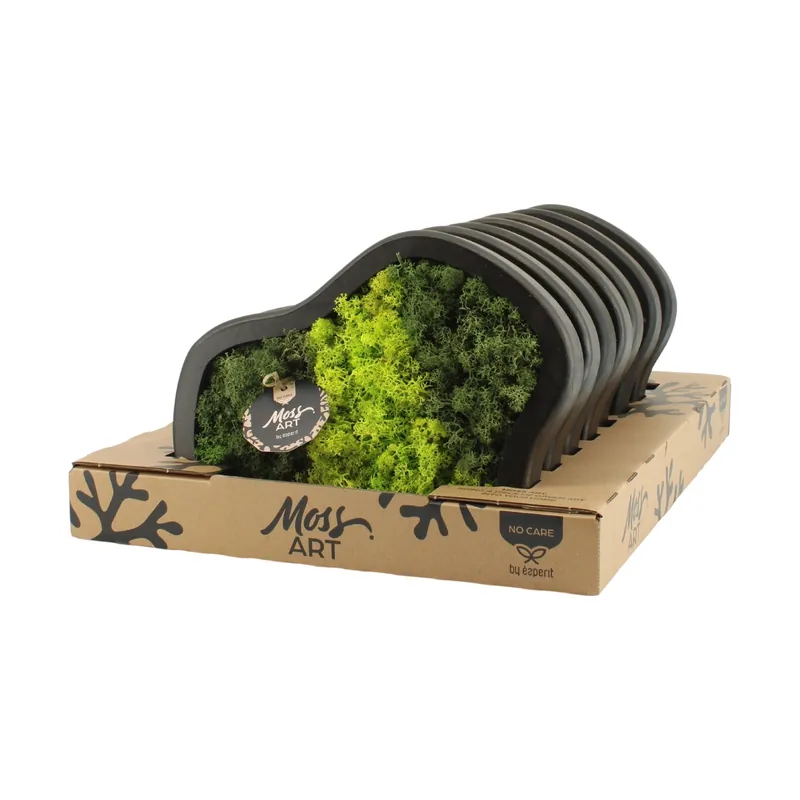 Moss arrangement | Uitverkoop