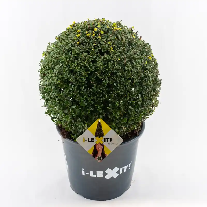 Ilex crenata dark green - Korting