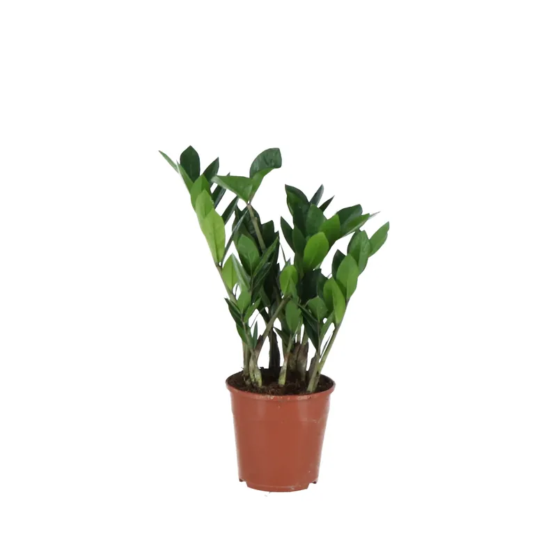 Veilig winkelen | Zamioculcas Zamiifolia