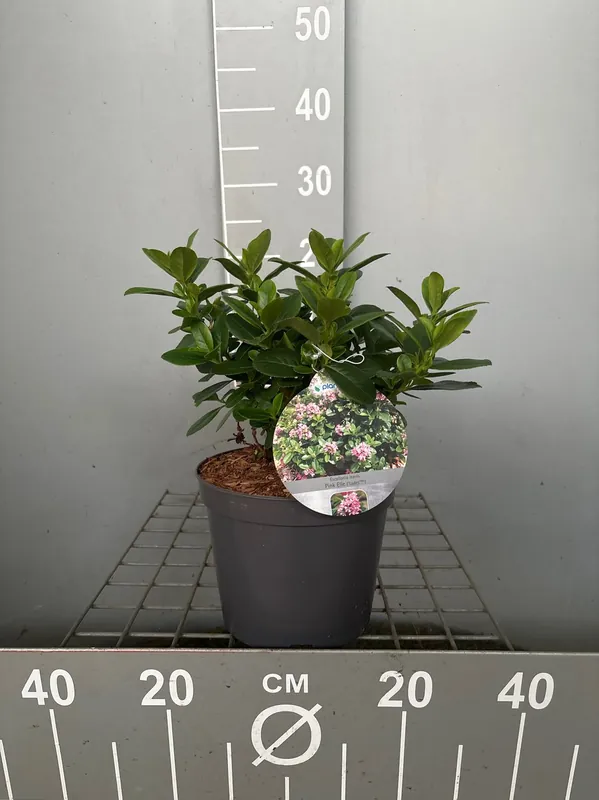 Online bestelbaar - Escallonia laevis Pink Elle