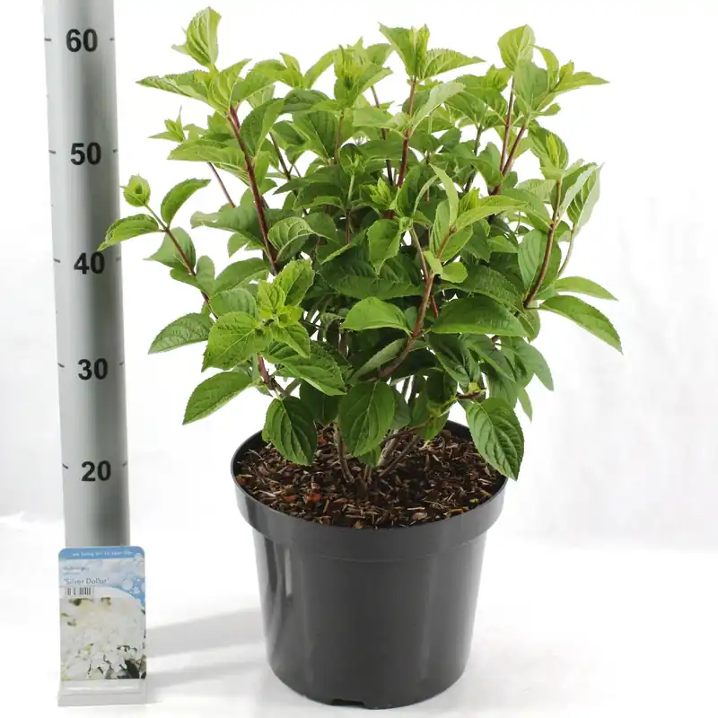 Rechtstreeks uit de fabriek - Hydrangea paniculata ‘Silver Dollar‘