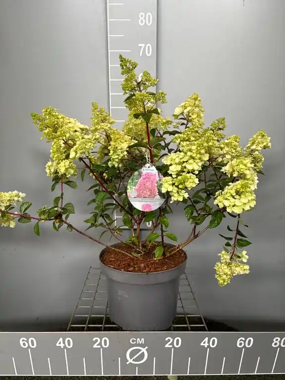 Nieuwe release | Hydrangea paniculata ‘Sundae Fraise‘