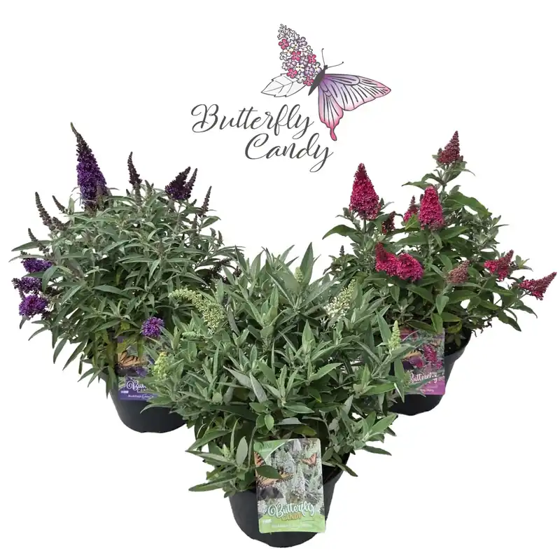 Buddleja d. butterfly candy mix® - Goed beoordeeld
