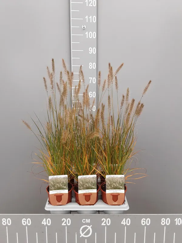 Nieuw gelanceerd | Pennisetum alopecuroides Hameln