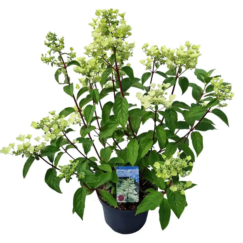 Hydrangea paniculata ‘Wim‘s Red‘ | Voeg toe aan winkelwagen
