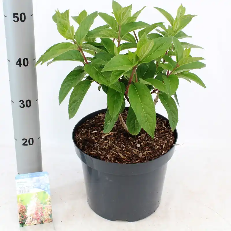 Hydrangea paniculata ‘Pinky Winky‘ - Voordelig