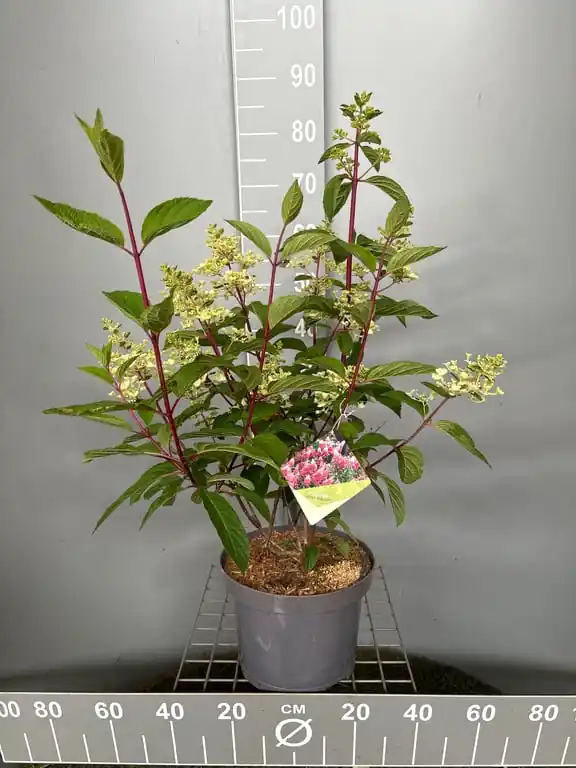Beperkte voorraad | Hydrangea paniculata ‘Pinky Winky‘