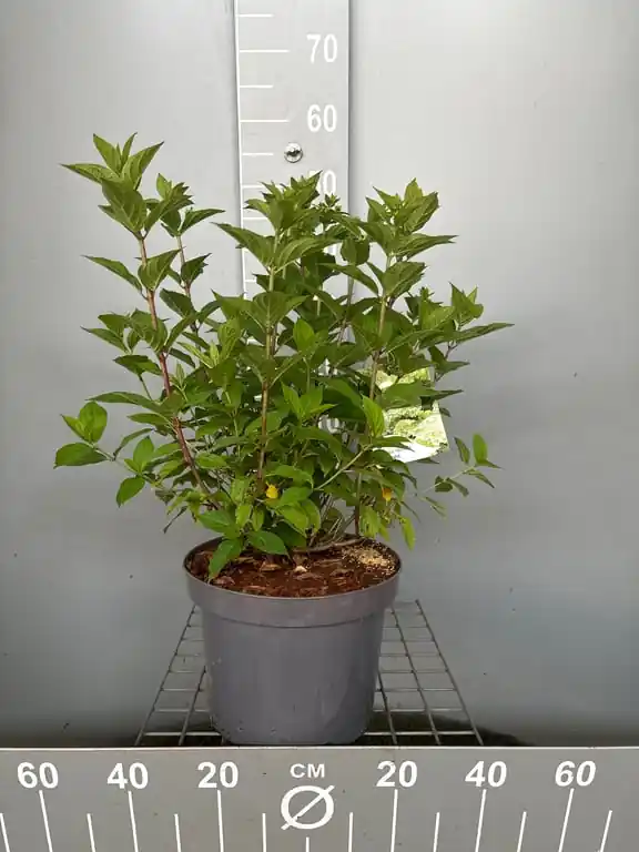 Hydrangea paniculata ‘Limelight‘ | Klantfavoriet