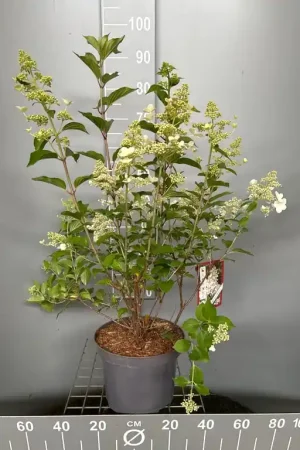 Alleen deze week | Hydrangea paniculata ‘Kyushu‘