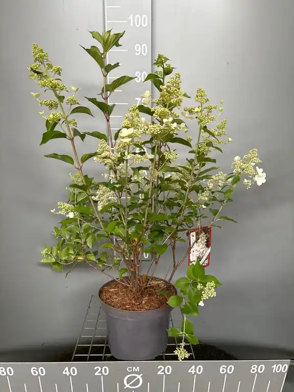 Alleen deze week | Hydrangea paniculata ‘Kyushu‘