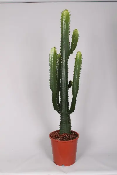 Euphorbia cowboycactus | Direct van de fabrikant