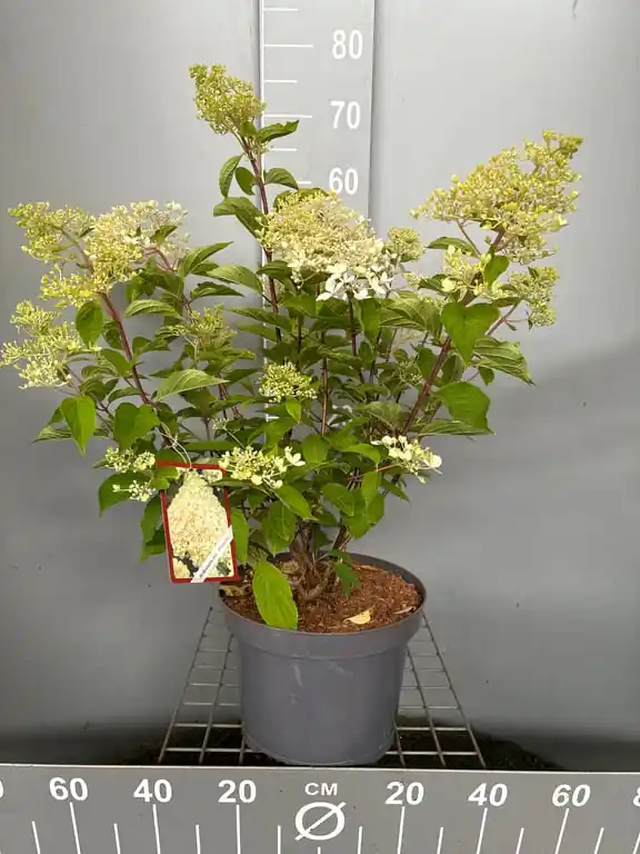 Hydrangea paniculata ‘Phantom‘ | Sale