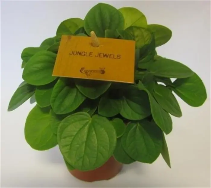 Peperomia Albovittata | Premium