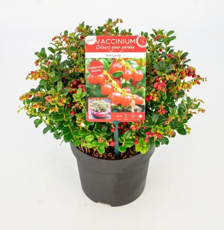Vaccinium vitis idaea ‘ red candy‘ - rode bosbes, vossenbes, hondsbes | Dagdeal