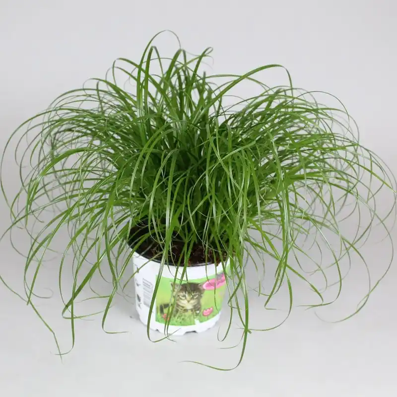 Nu beschikbaar - Cyperus alternifolius ‘Zumula‘ (Kattengras)