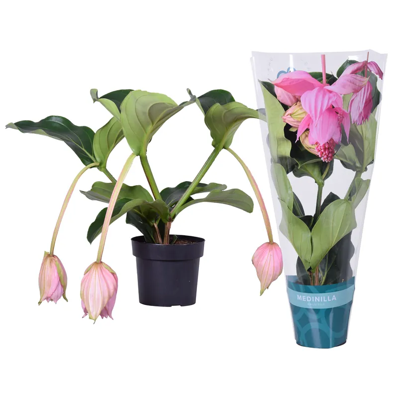 Medinilla magnifica (Trosbloem) 3 knoppen | Actie loopt bijna af