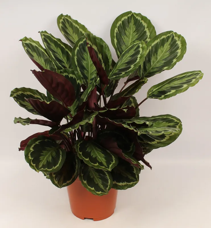 Calathea Medallion (Pauwenplant) | Prijsverlaging