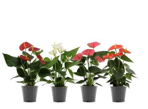 Direct bestellen - Anthurium
