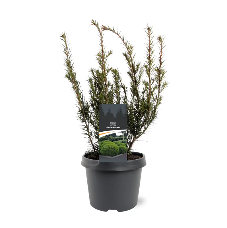 Fabrieksprijs - Taxus media Groenland
