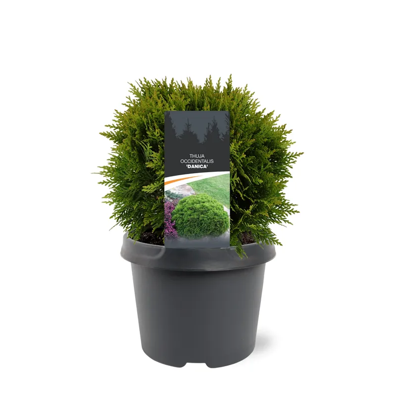 Thuja occidentalis ‘Danica‘ | Bespaar nu