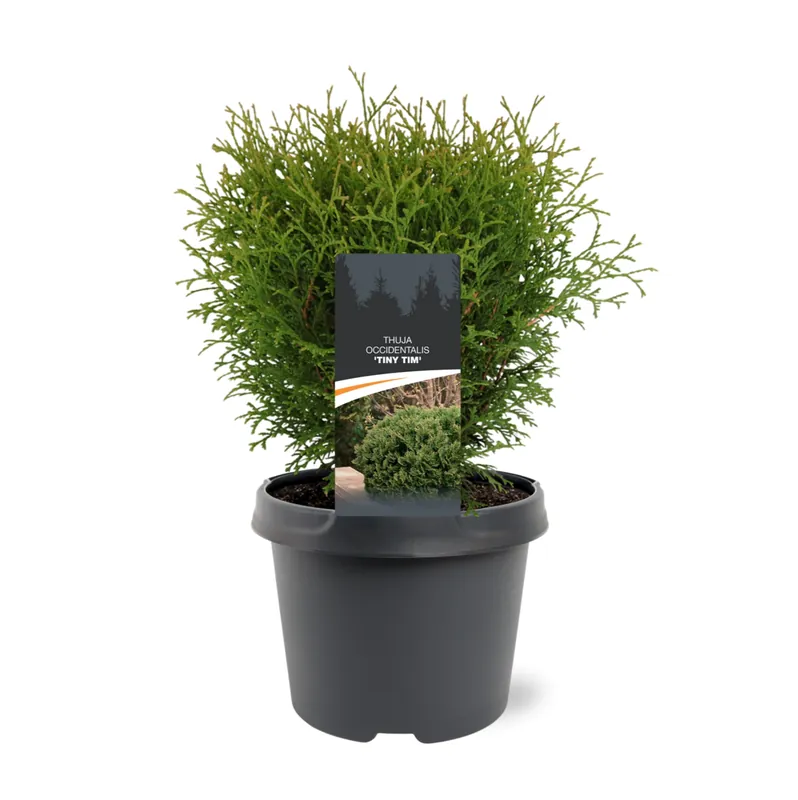 Beperkte voorraad - Thuja occidentalis ‘Tiny Tim‘