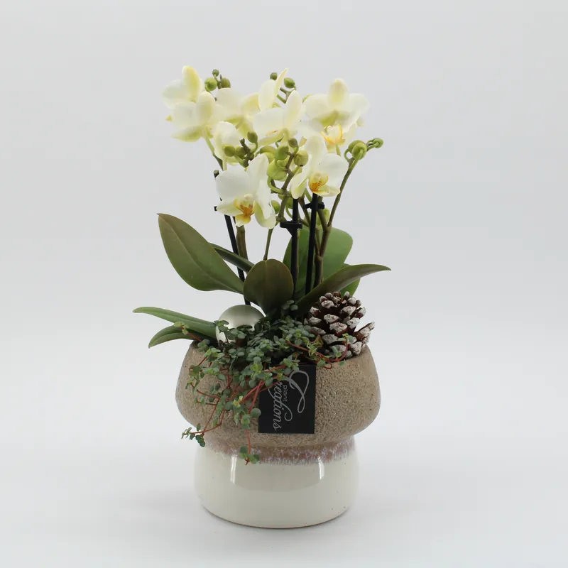 Veilige betaling - Arrangement Phalaenopsis in paddestoel sierpot