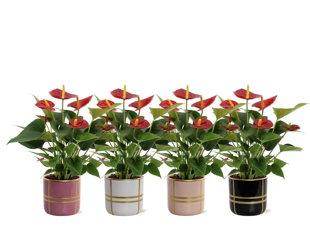 Anthurium Diamond Red in Lauri decopot - Bestel nu