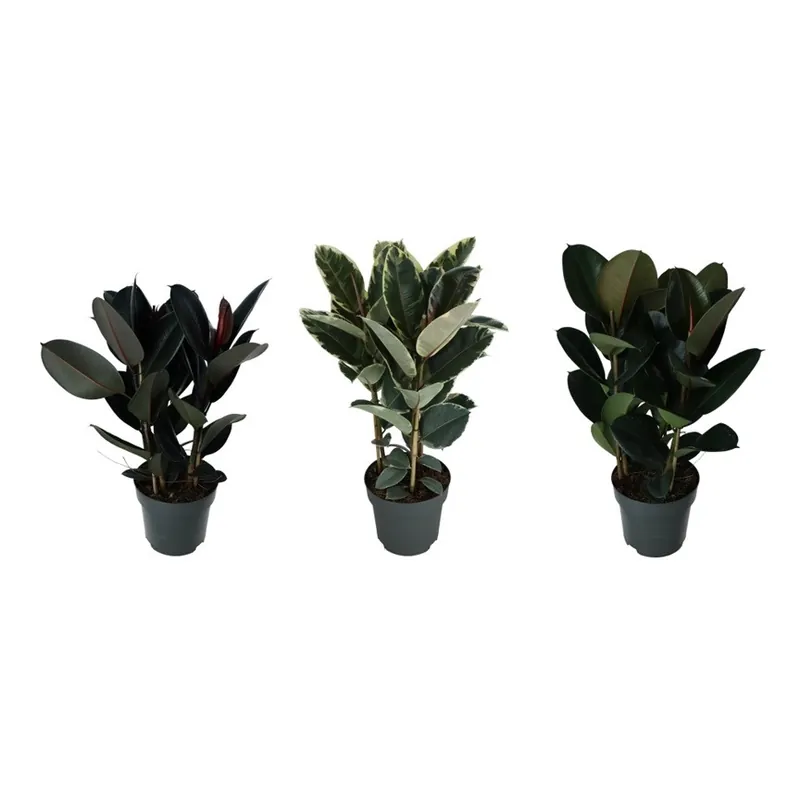 Ficus elastica (Rubber Plant) | Zojuist toegevoegd