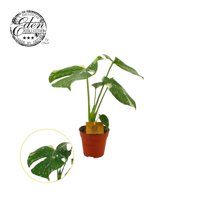Monstera Thai Constellation - Populair