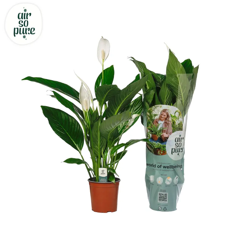 Spathiphyllum ‘Bingo Cupido‘ - Rechtstreeks van de fabrikant