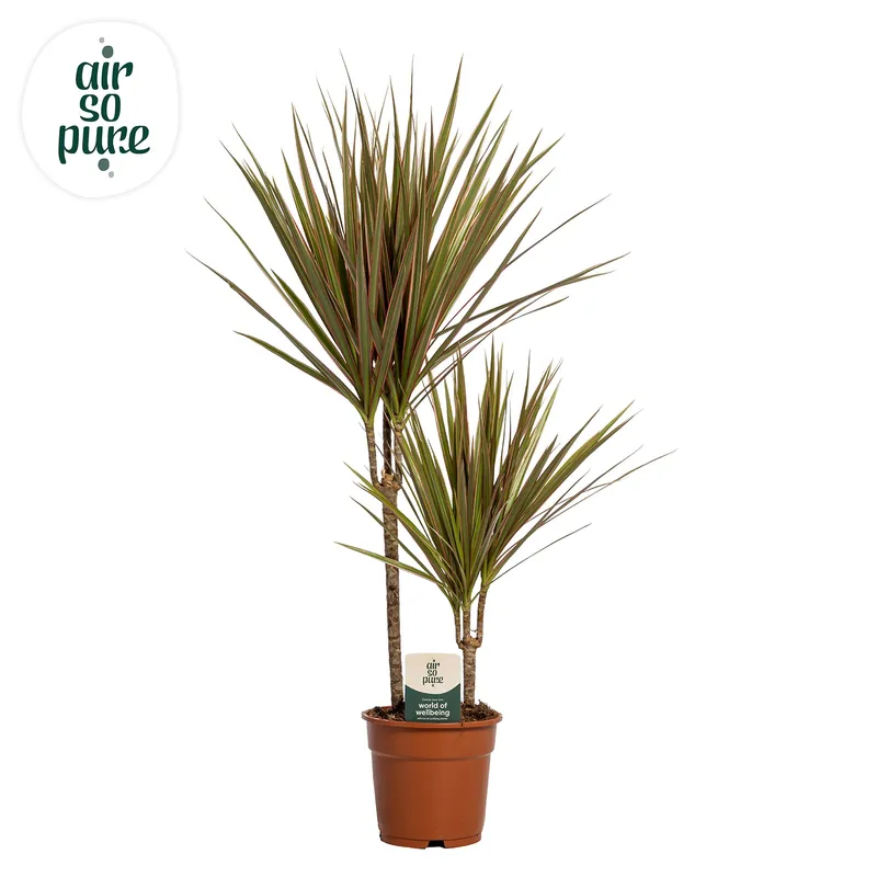 Goed beoordeeld - Dracaena Marginata Bicolor (Drakenbloedboom)