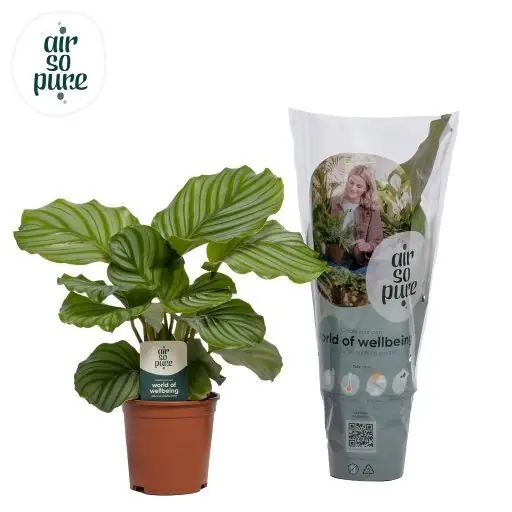 Extra korting | Calathea Orbifolia