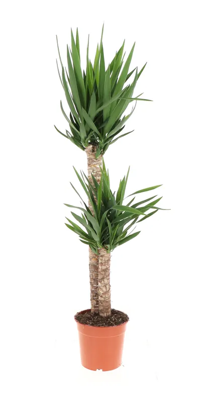 Yucca (Palmlelie) - Topprijs