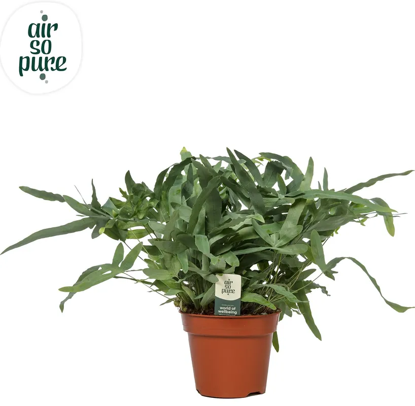 Phlebodium Aureum ‘Blue Star‘ (Blauwvaren) | Voordeelprijs