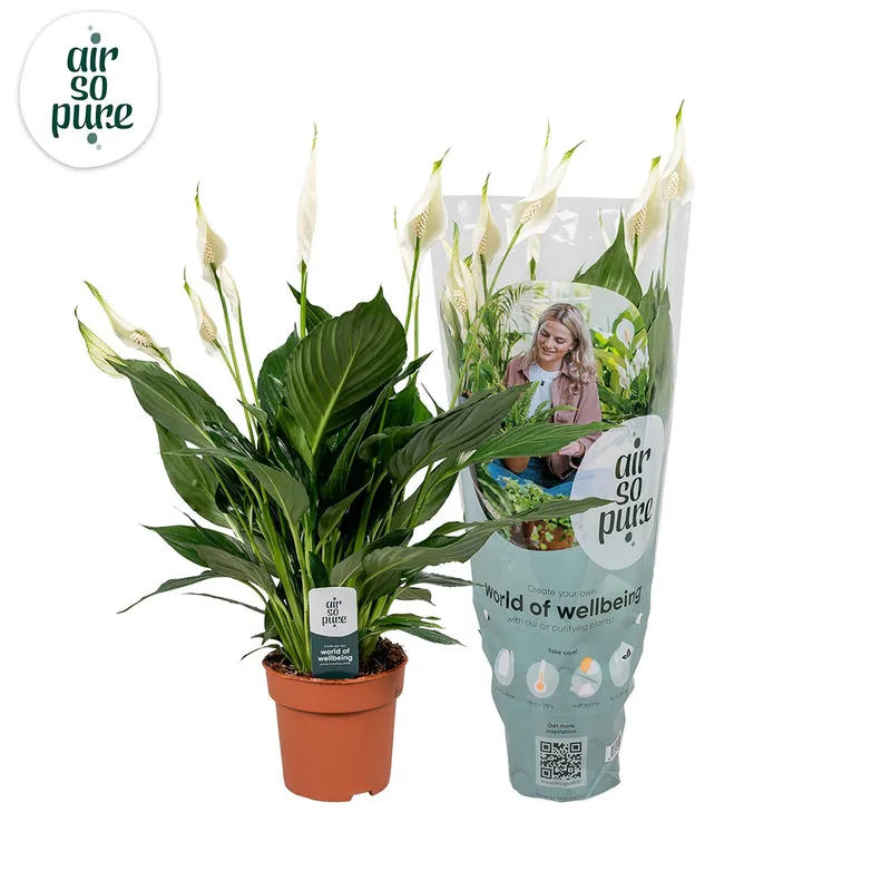 Spathiphyllum ‘Pico Cupido‘ - Premium