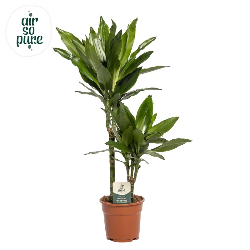 Dracaena Janet Lind (Drakenbloedboom) | Net binnen