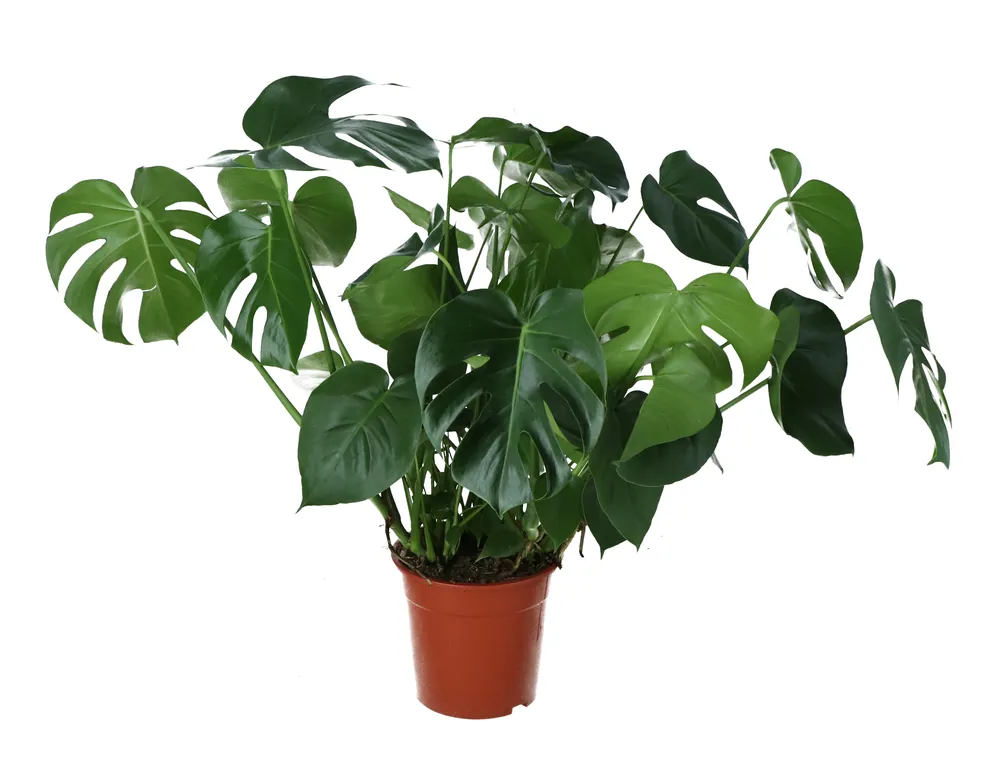 Deal - Monstera Deliciosa (Gatenplant)