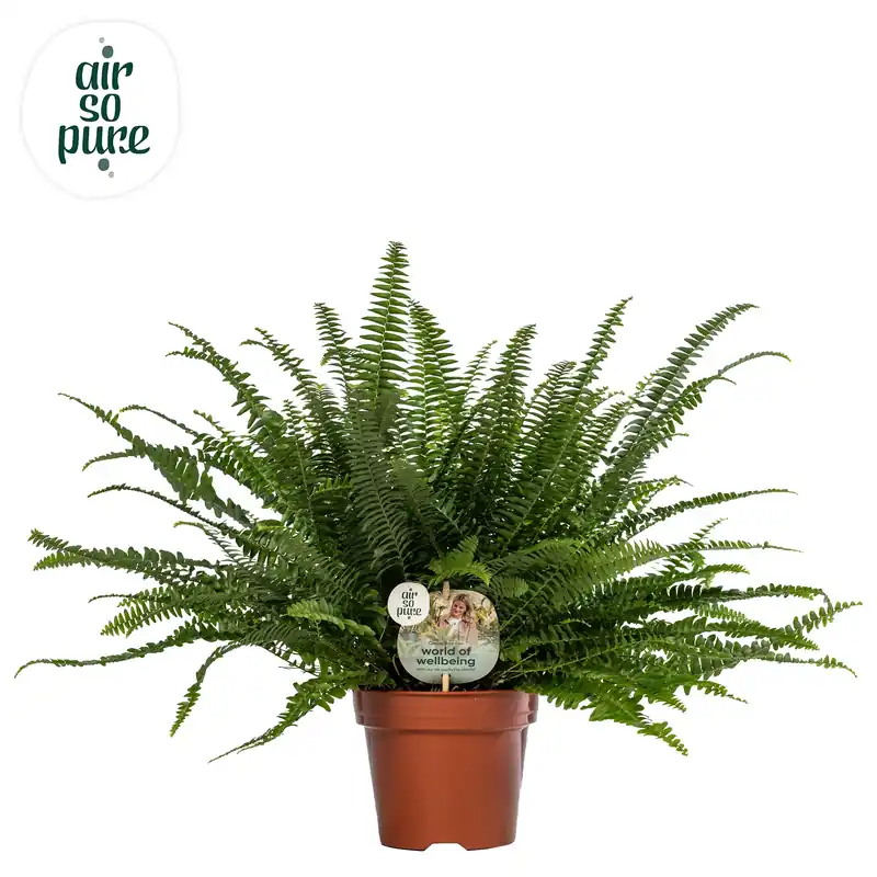 Lage prijs - Nephrolepis exaltata ‘Green Lady‘ (Krulvaren)