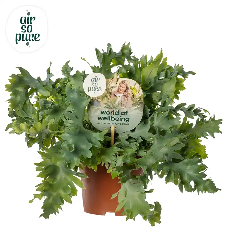 Phlebodium Aureum Davana - Aanrader